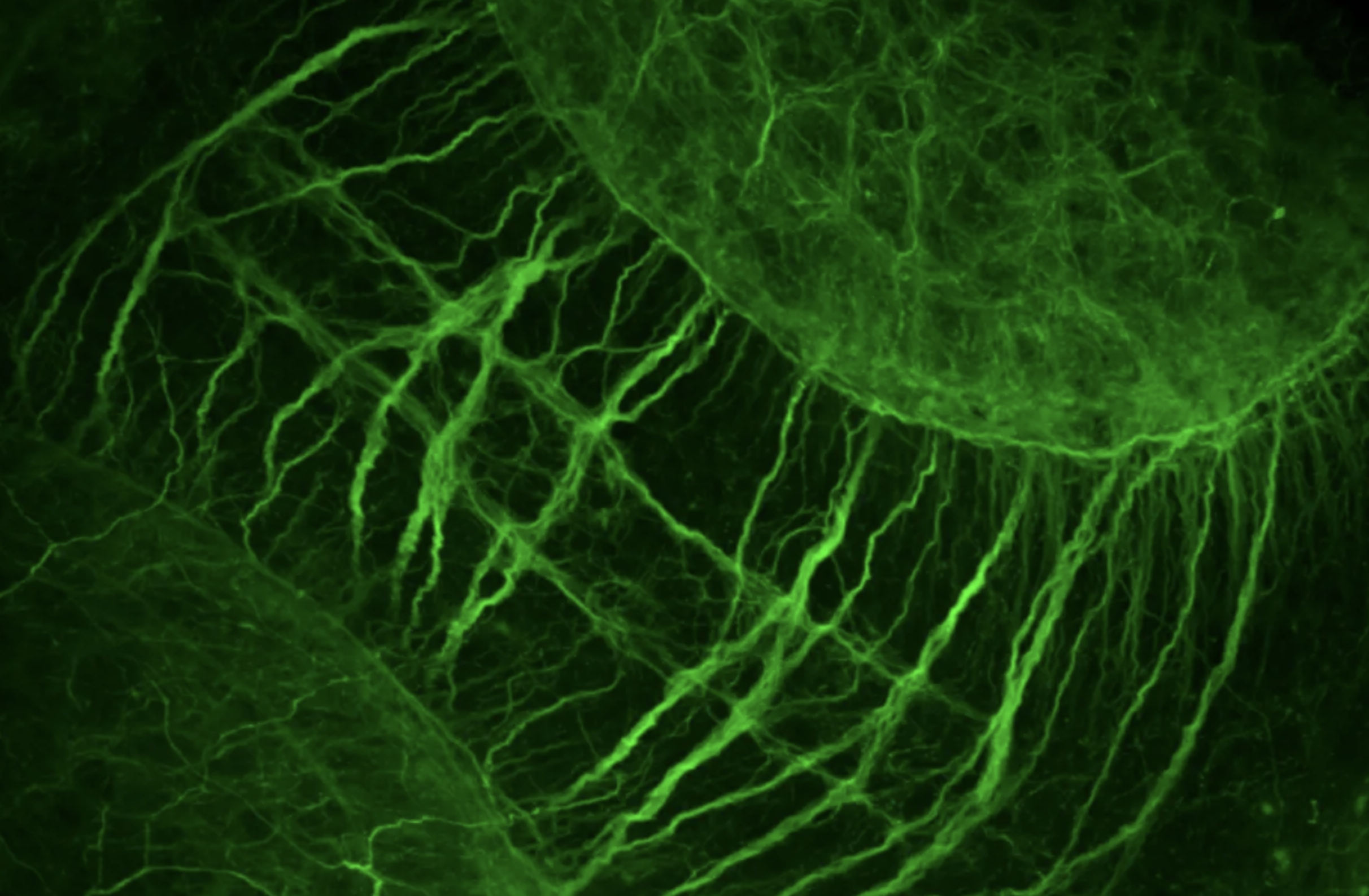 Macroscopic Overview Of Zebrafish Brain Neuroanatomy - image by Will Antcliff, Royal Veterinary College